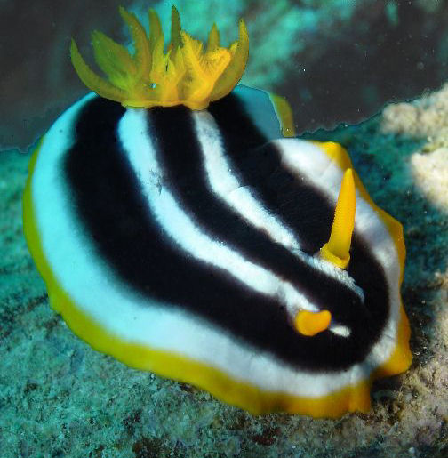 Chromodoris africana